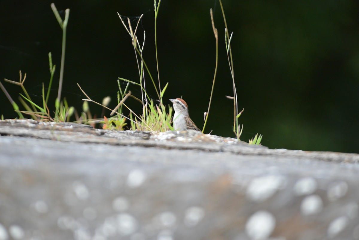 Chipping Sparrow - ML640331046