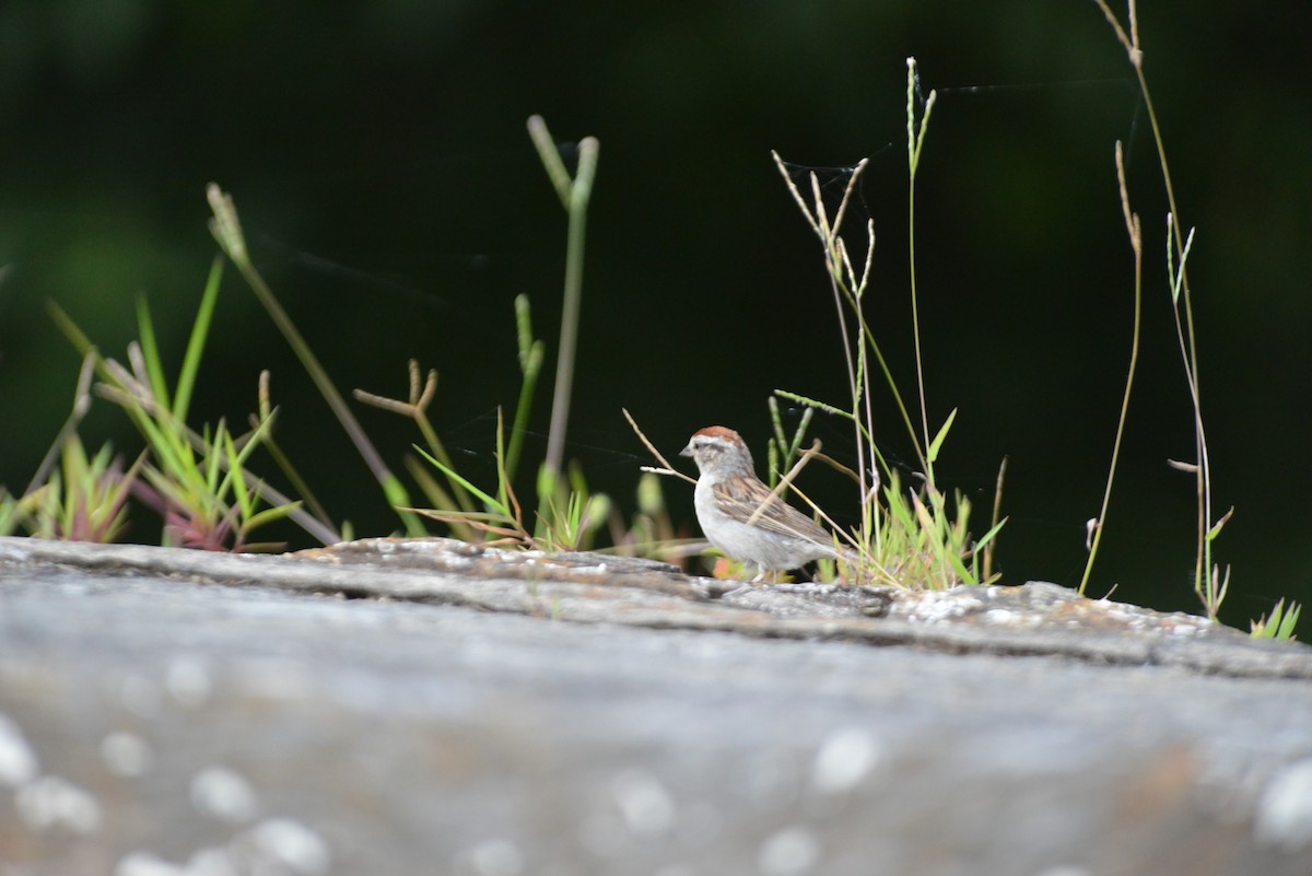 Chipping Sparrow - ML640331047