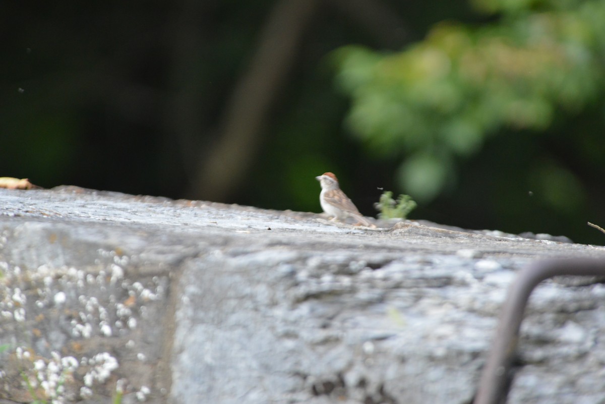 Chipping Sparrow - ML640331050