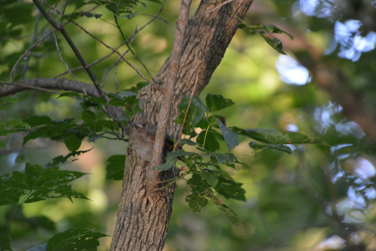 Northern Cardinal - ML640331054