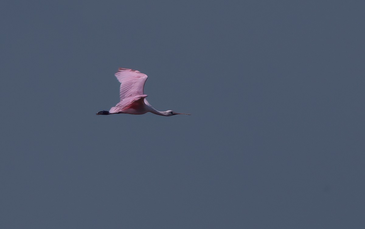 kolpík růžový - ML640331058