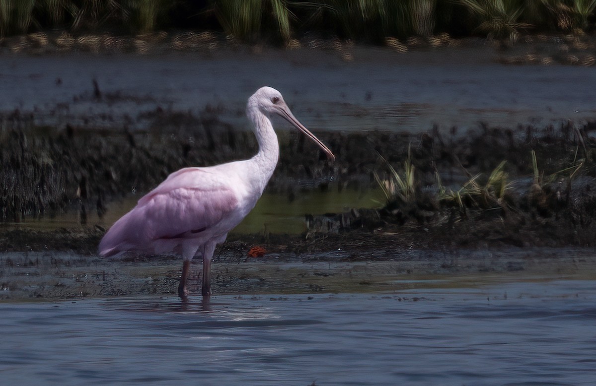 kolpík růžový - ML640331059