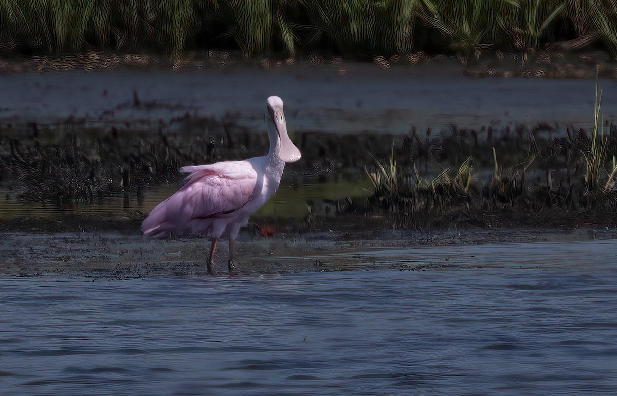 kolpík růžový - ML640331060