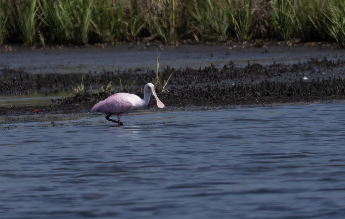 kolpík růžový - ML640331061