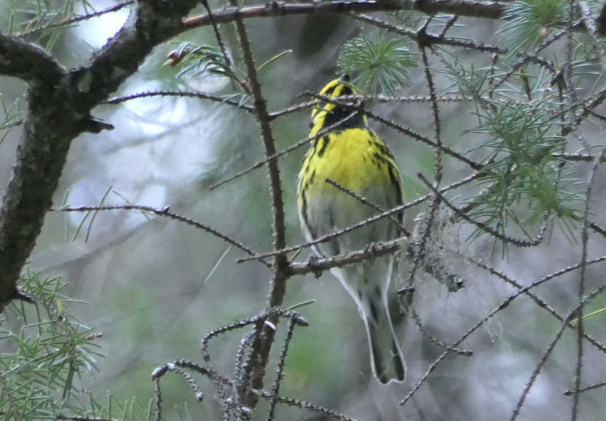 Townsend's Warbler - ML640331062