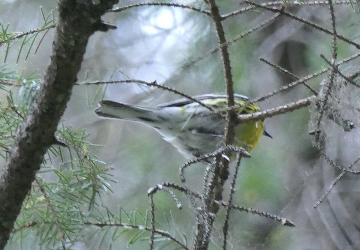 Townsend's Warbler - ML640331063