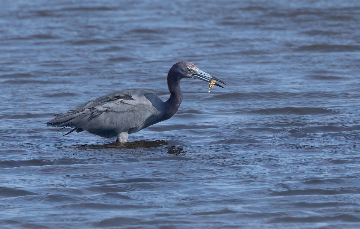volavka modrošedá - ML640331071