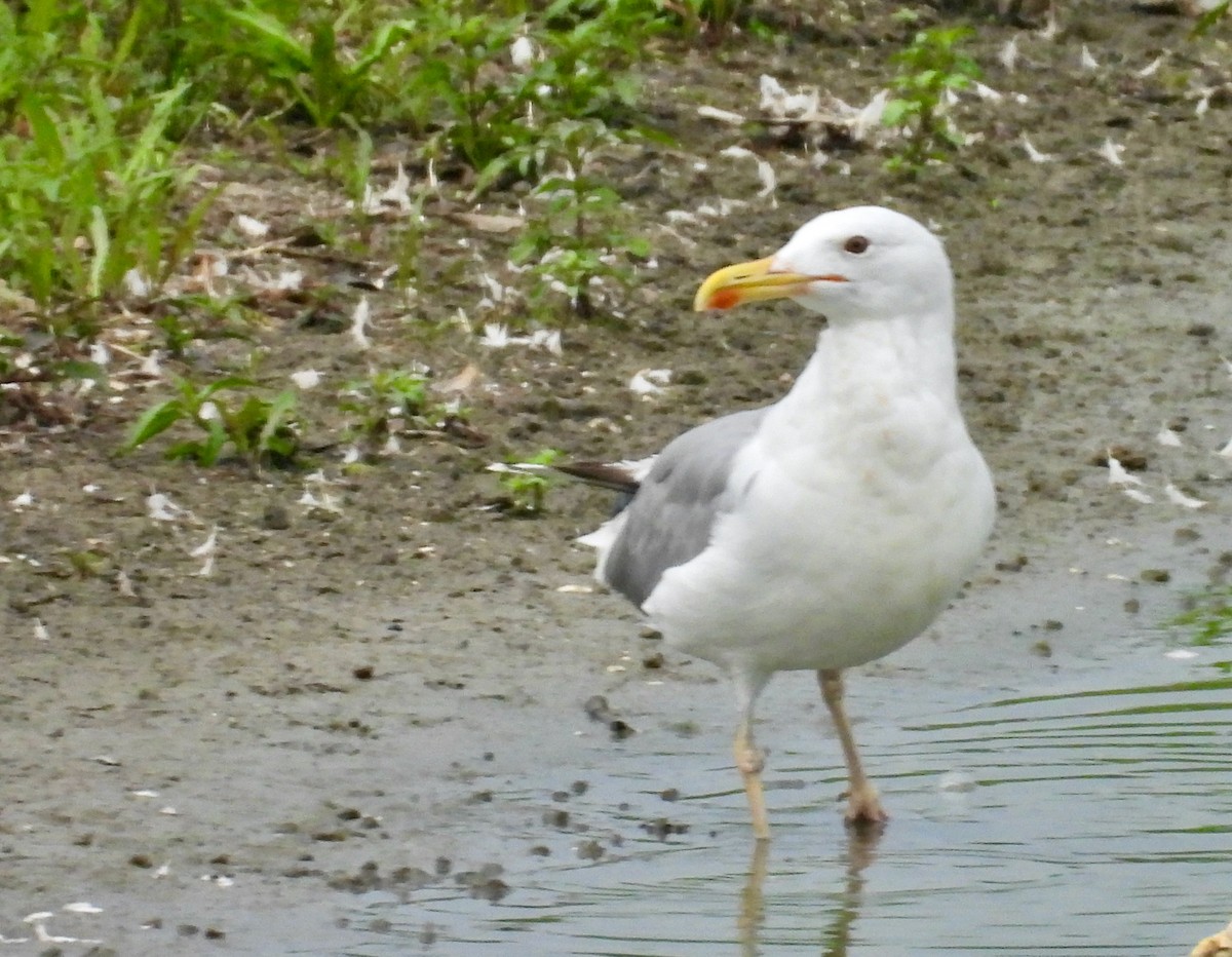 Caspian Gull - ML640331078