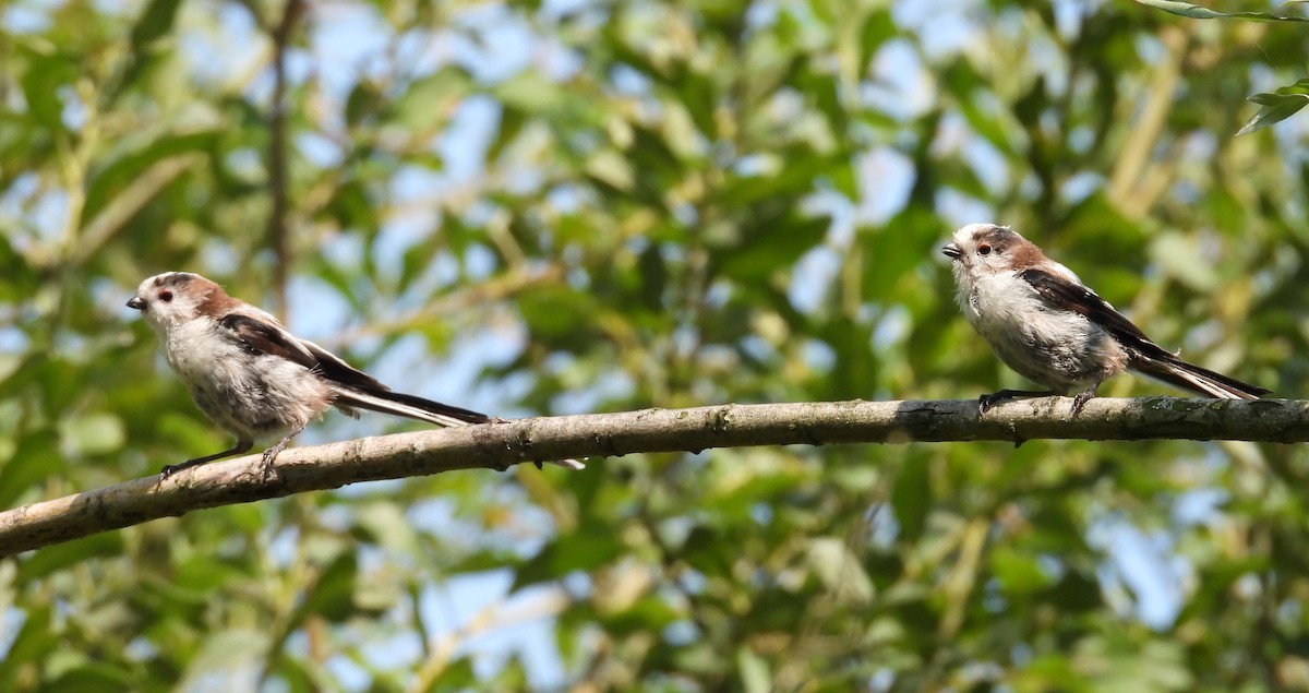 Long-tailed Tit - ML640331116