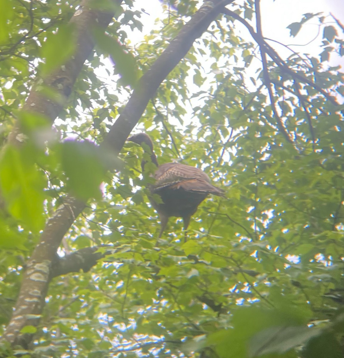 Wild Turkey - ML640331123