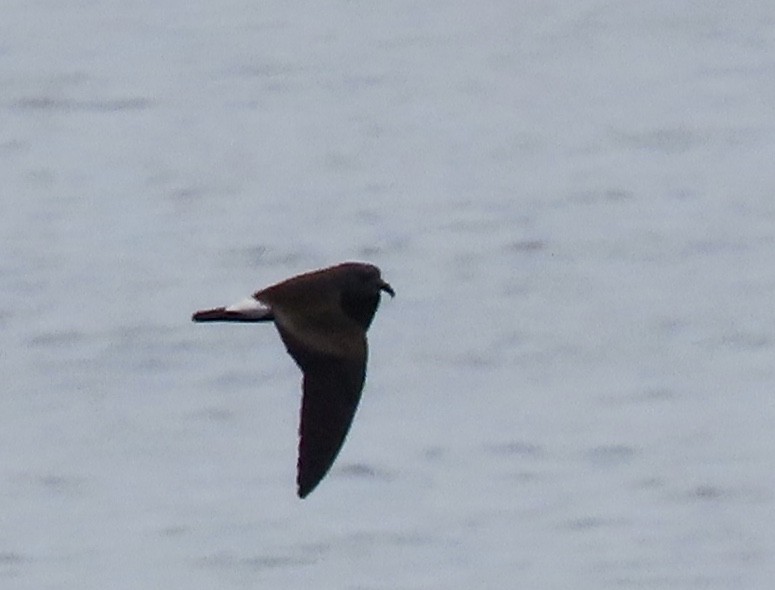 Leach's Storm-Petrel - ML640331163