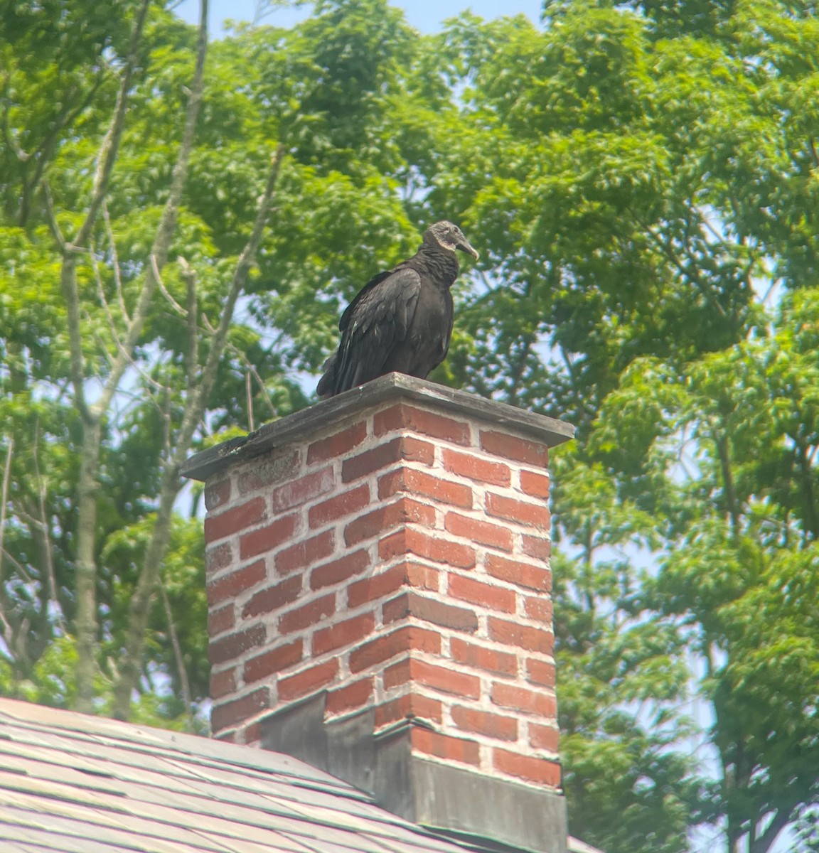 Black Vulture - ML640331182