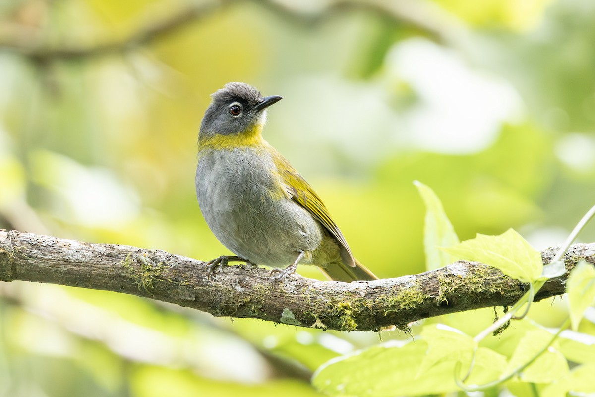 Yellow-throated Mountain Greenbul - ML640331187