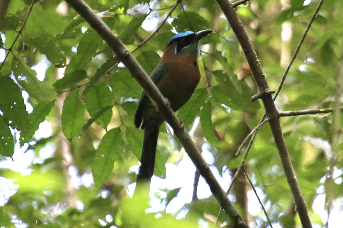 diademmotmot - ML640331202