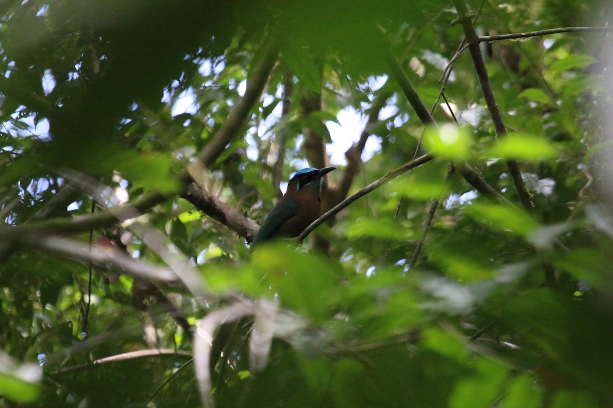 diademmotmot - ML640331203