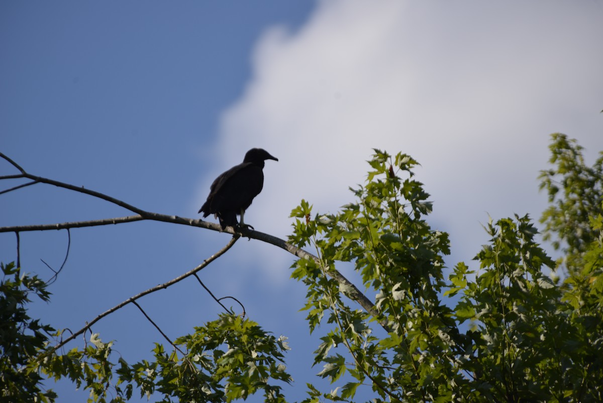 Black Vulture - ML640331204