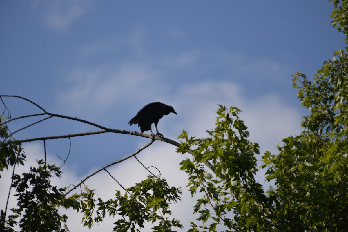 Black Vulture - ML640331205