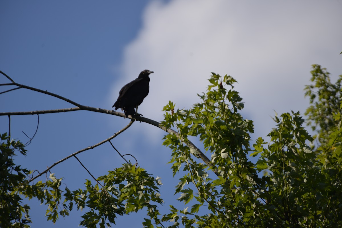 Black Vulture - ML640331206