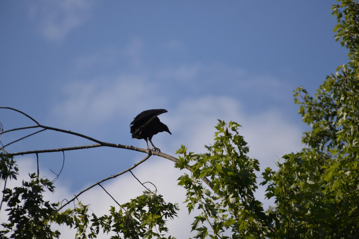 Black Vulture - ML640331207