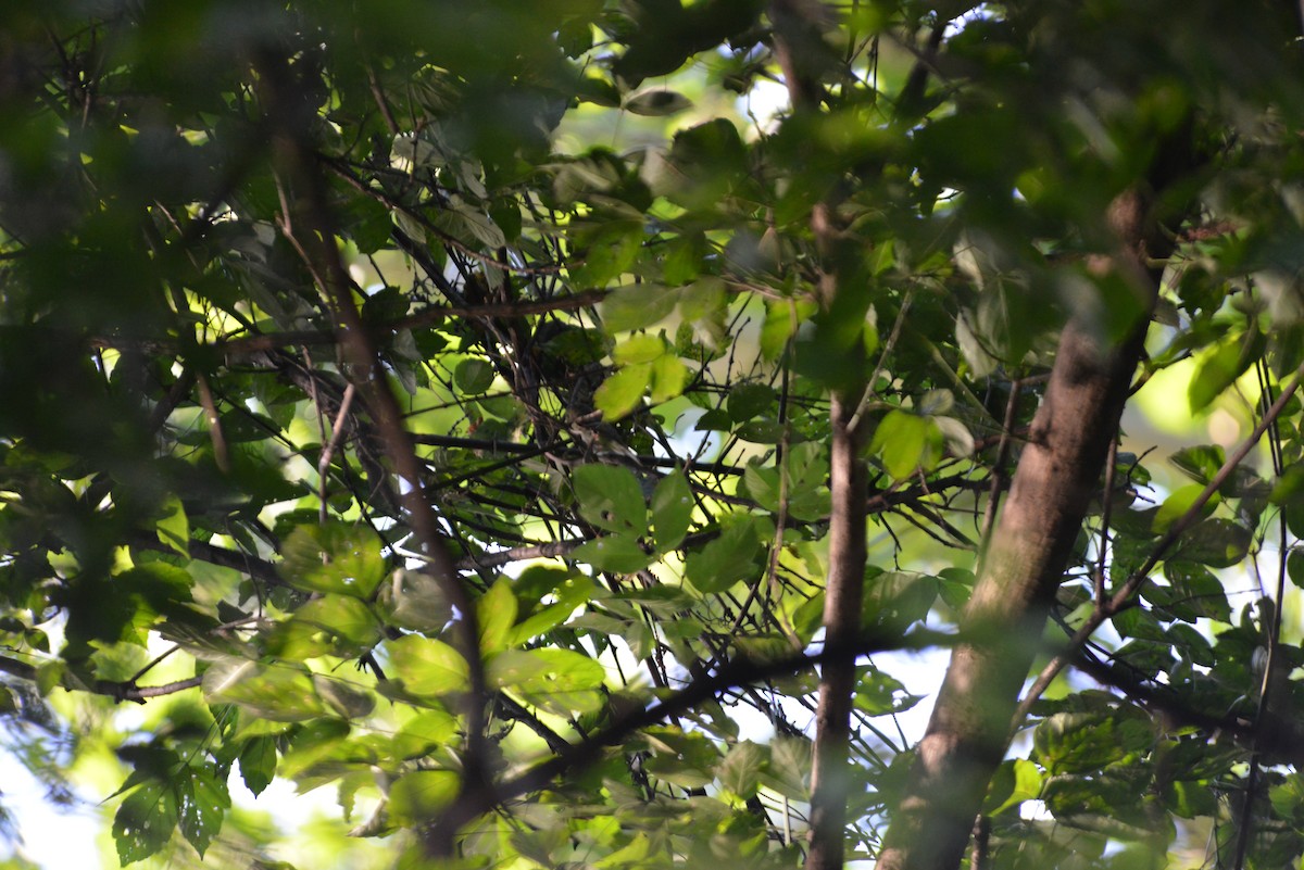 Acadian Flycatcher - ML640331224