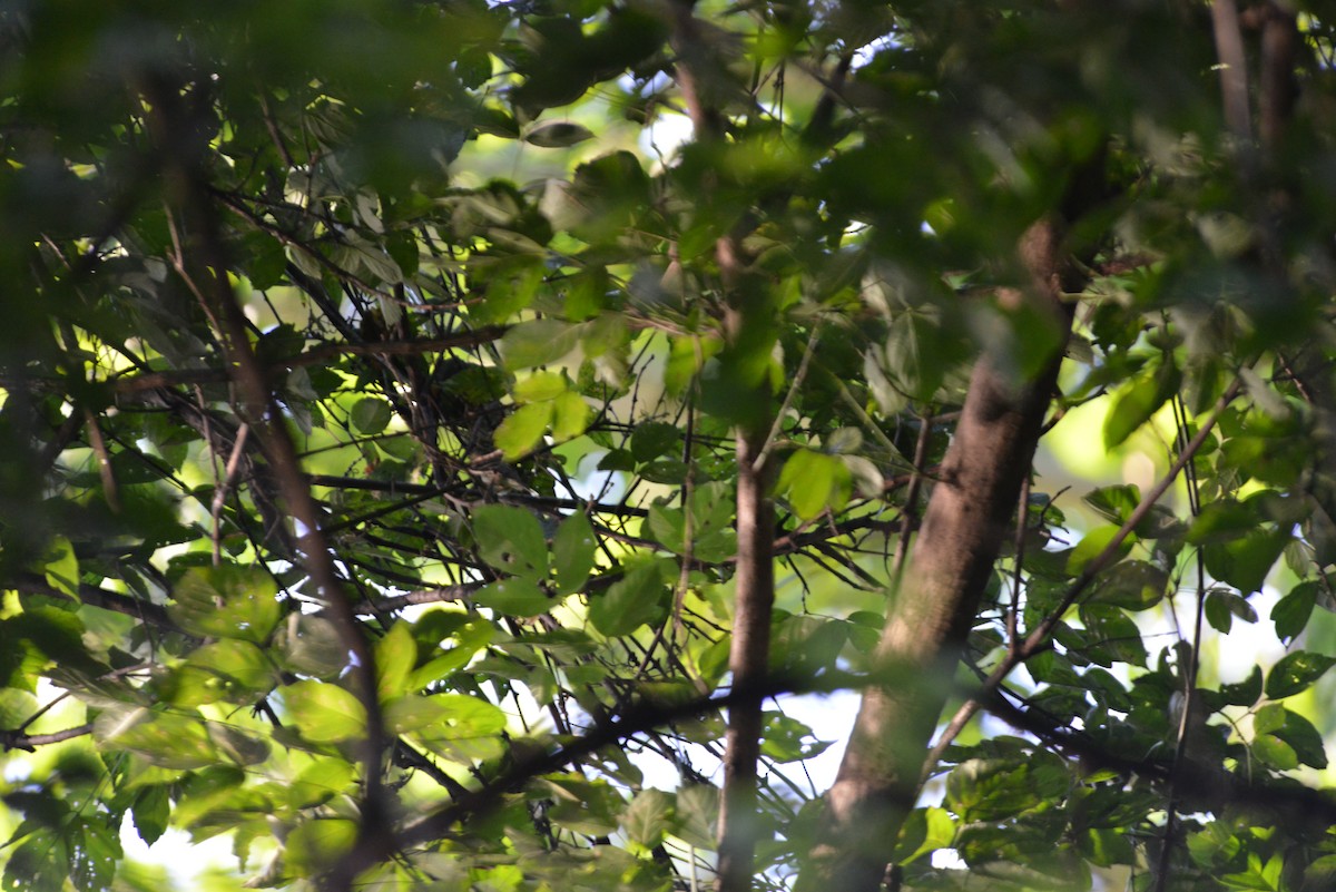 Acadian Flycatcher - ML640331225