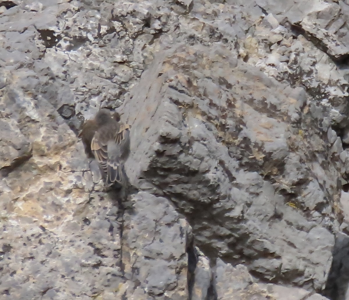Black Rosy-Finch - ML640331226
