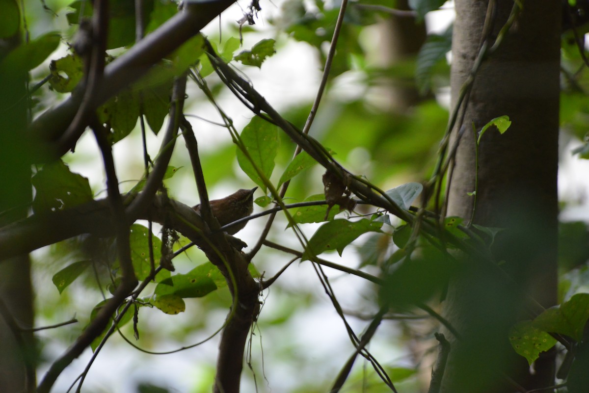 Carolina Wren - ML640331244