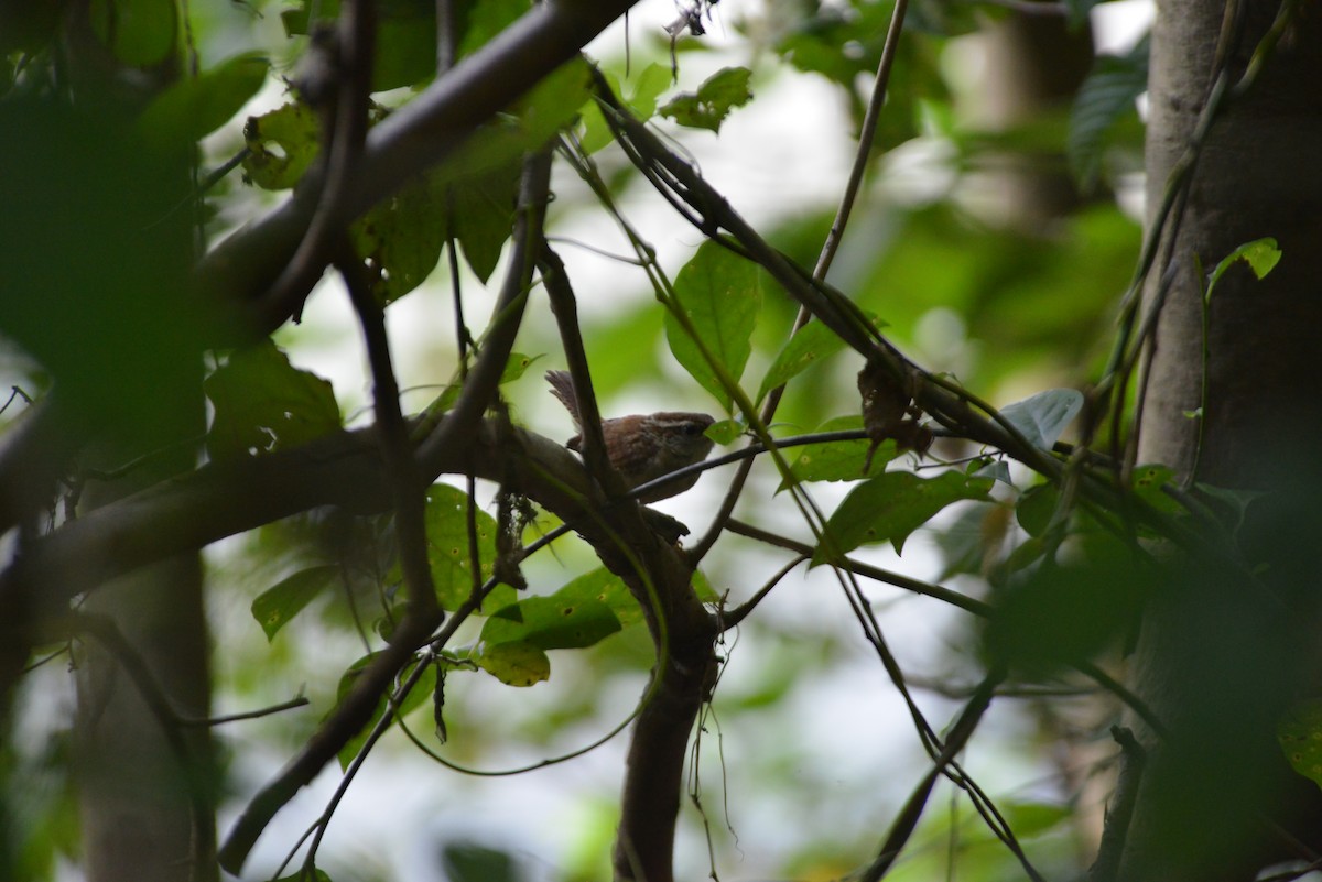 Carolina Wren - ML640331245