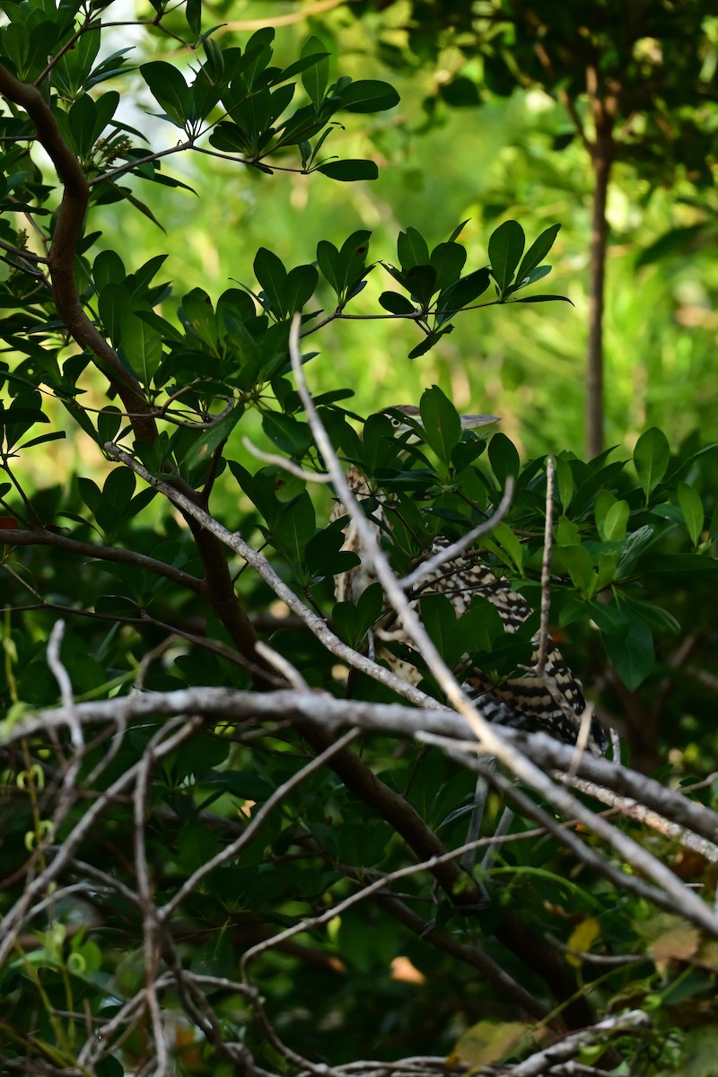 Bare-throated Tiger-Heron - ML640331259