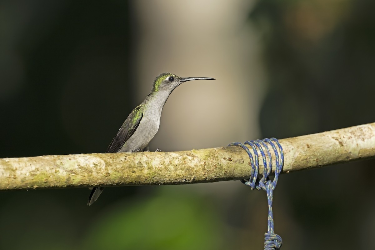 Gray-breasted Sabrewing (obscurus) - ML640331309