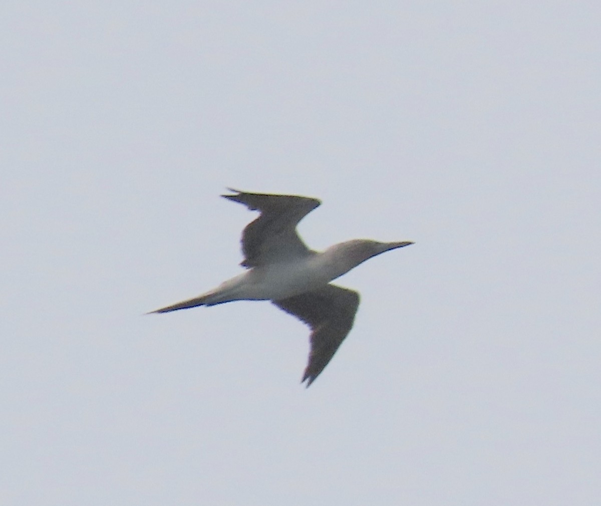 Blue-footed Booby - ML640331375