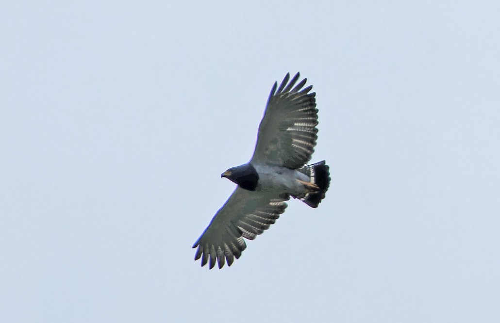 Short-tailed Hawk - ML640331398