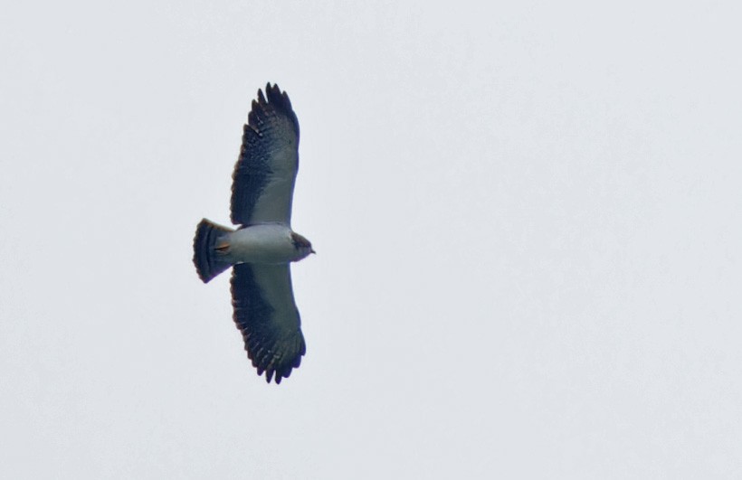 Short-tailed Hawk - ML640331399