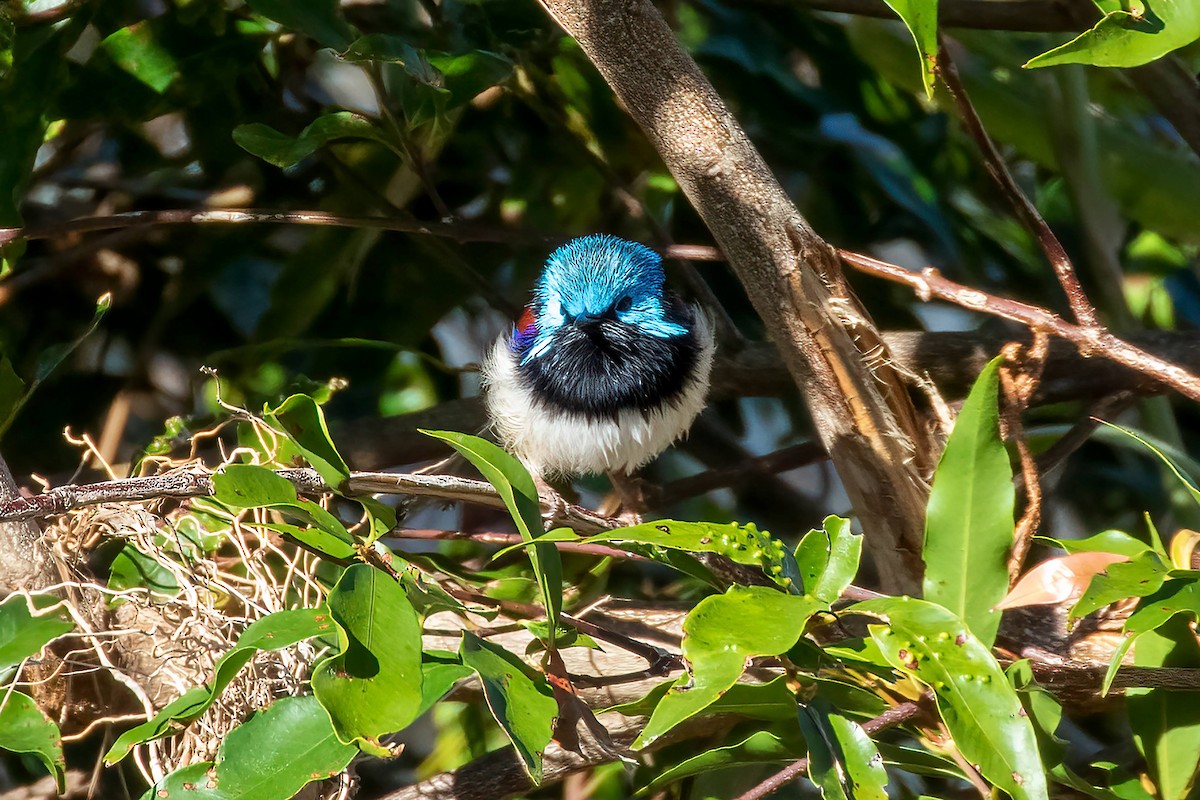 Variegated Fairywren - ML640331411