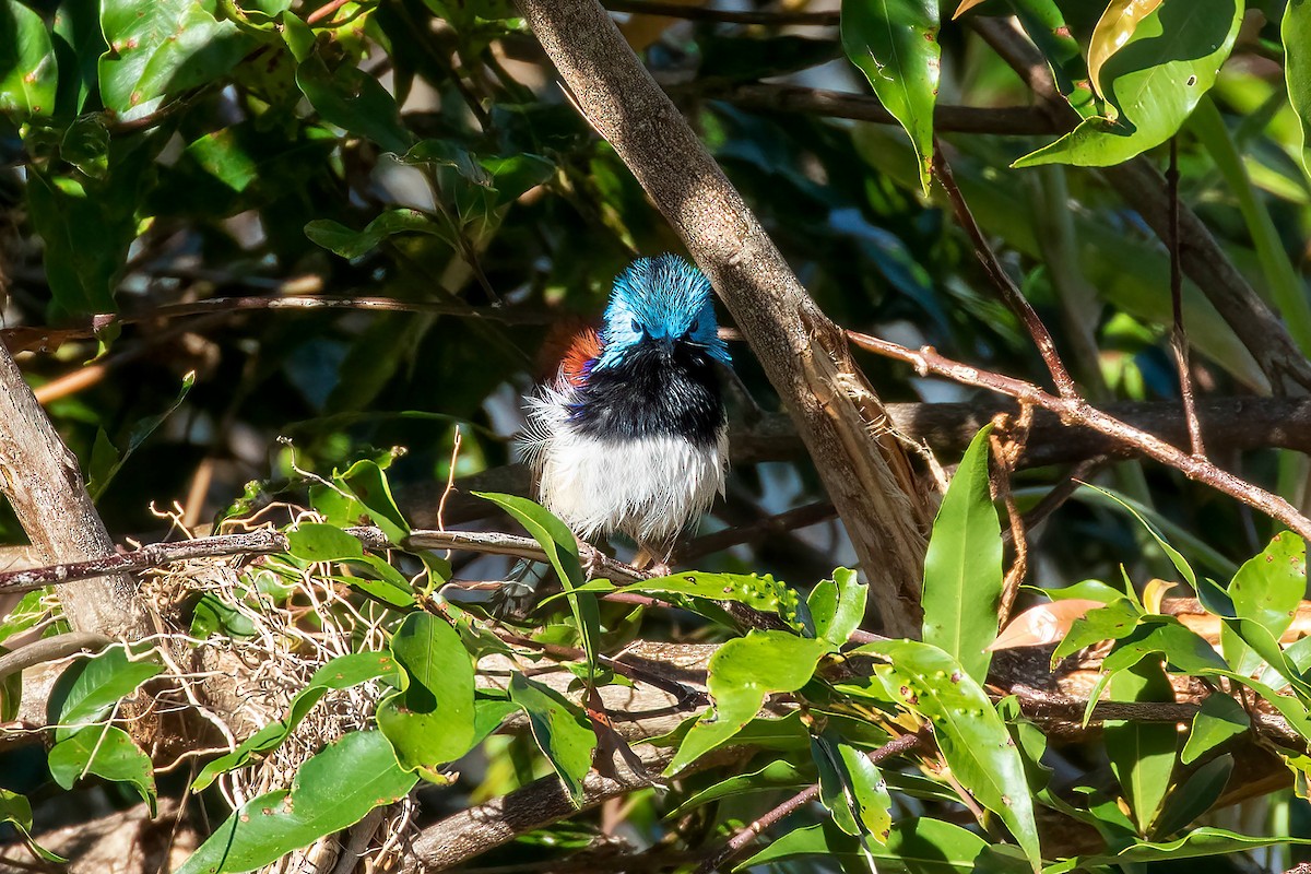 Variegated Fairywren - ML640331412