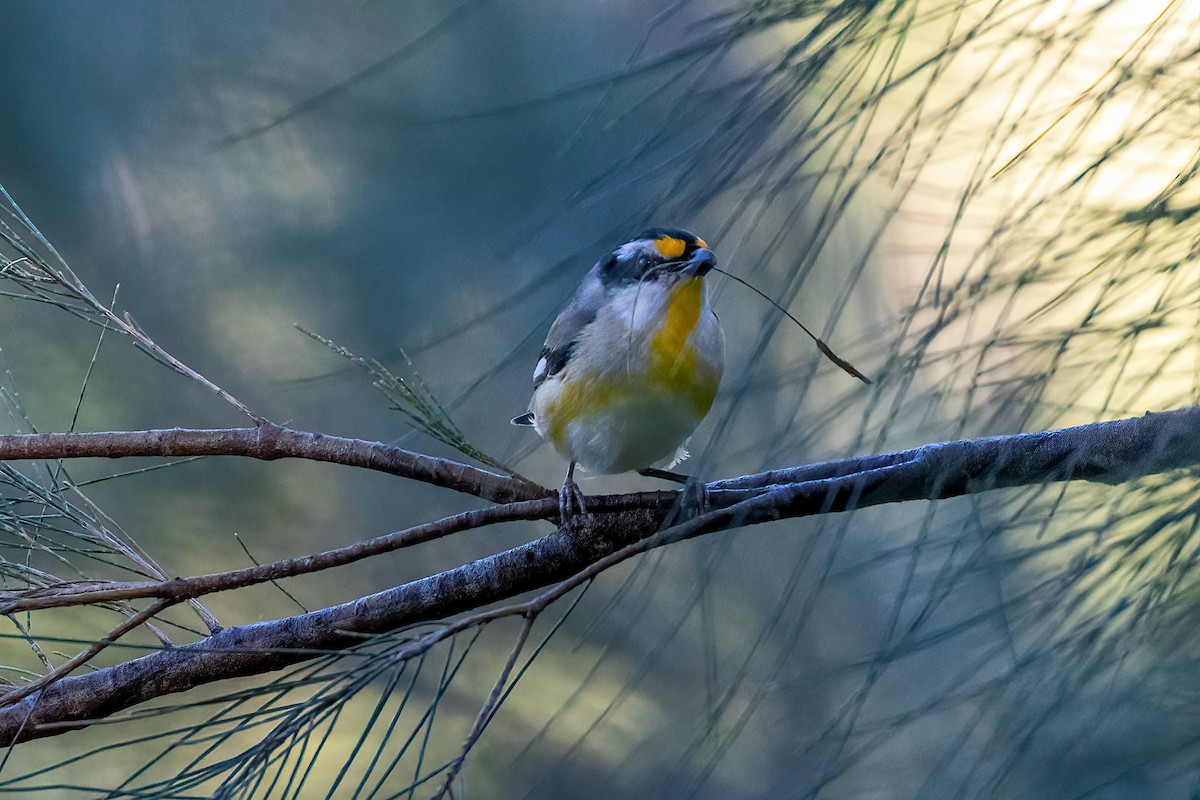 Striated Pardalote - ML640331436