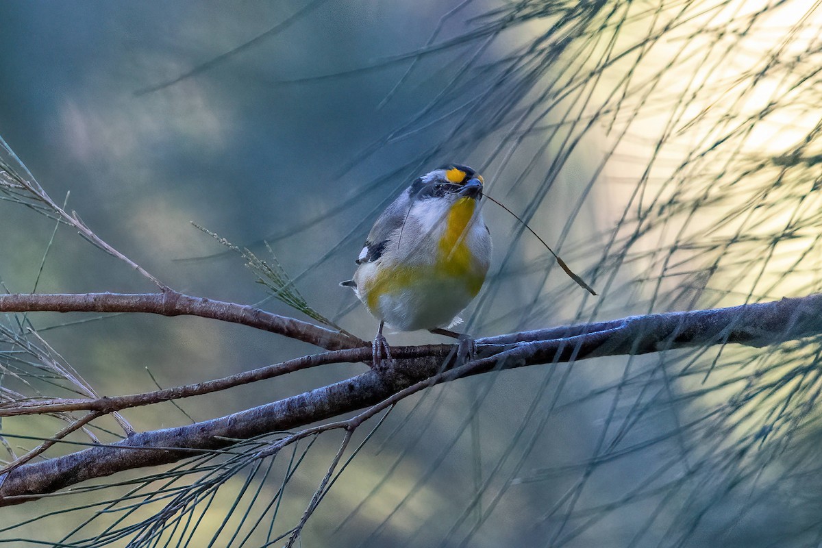 Striated Pardalote - ML640331437