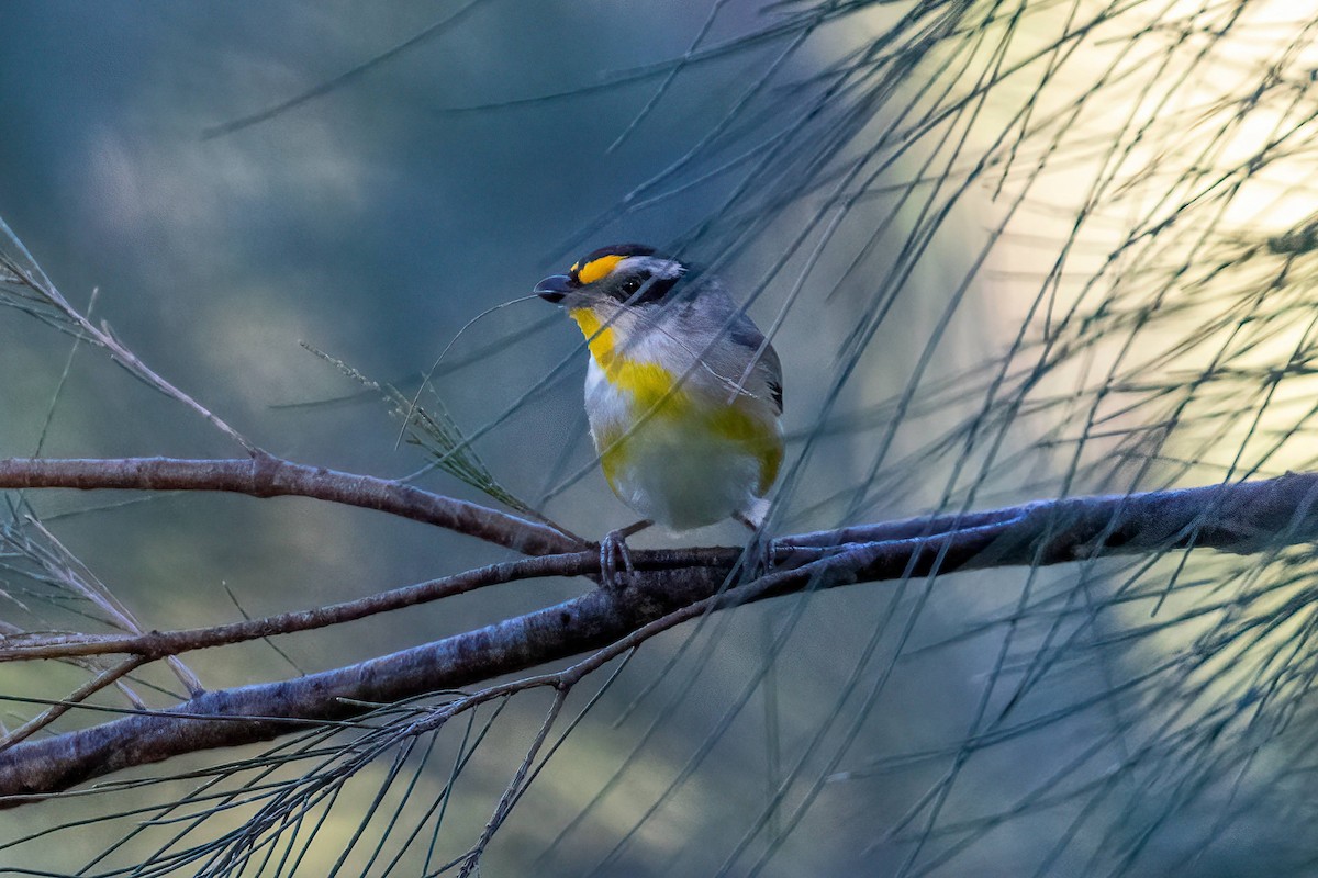 Striated Pardalote - ML640331438