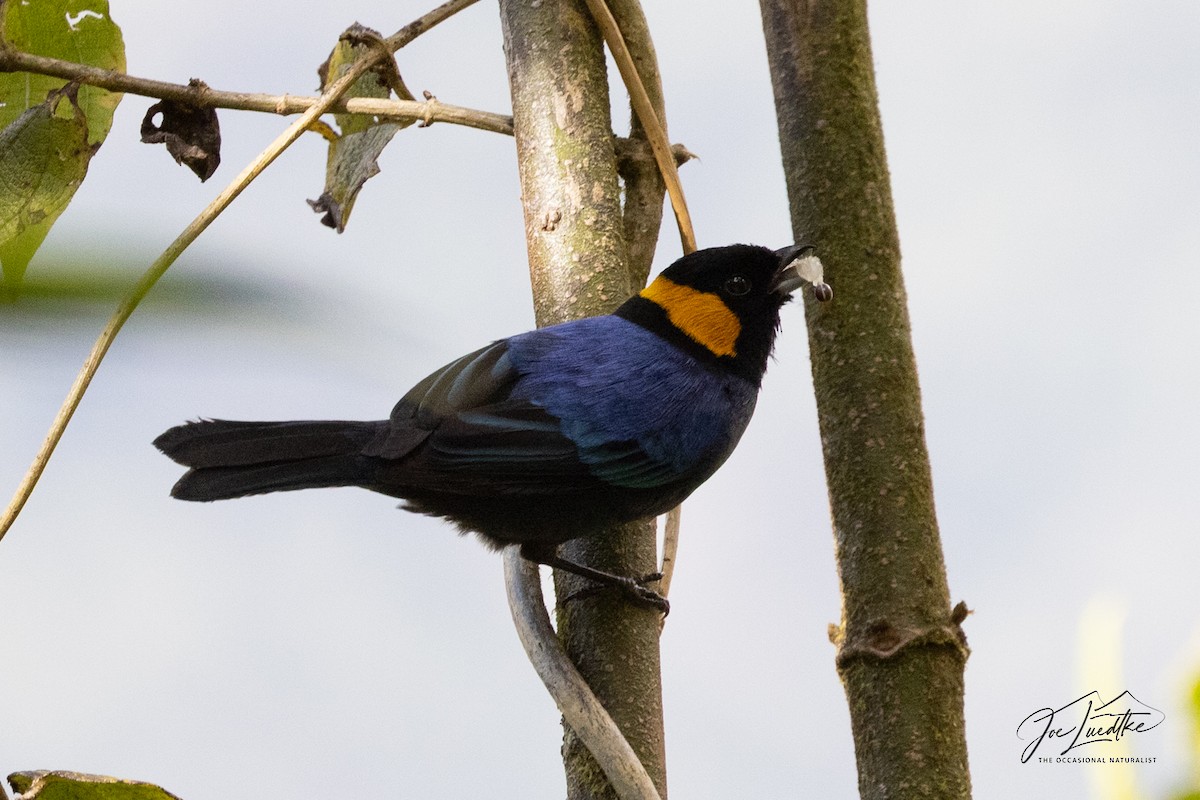 Yellow-scarfed Tanager - ML640331442