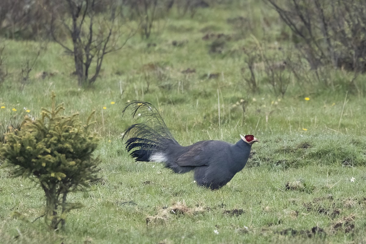 Blue Eared-Pheasant - ML640331462