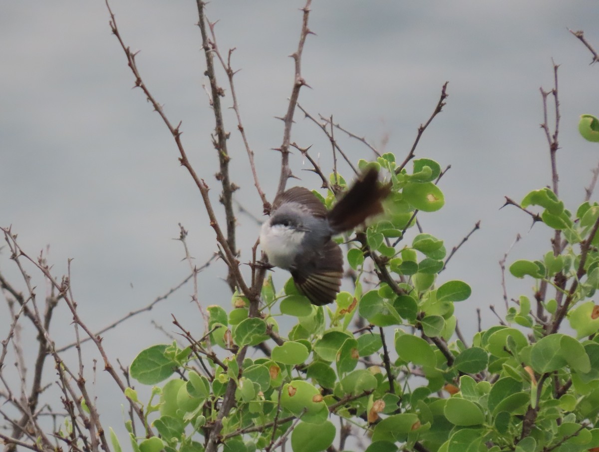 Tropical Gnatcatcher - ML640331532