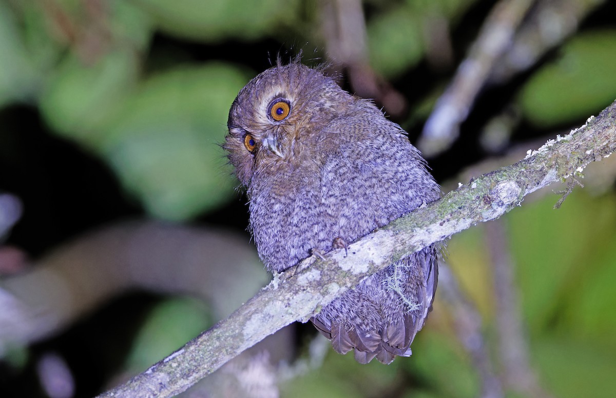 Long-whiskered Owlet - ML640331533