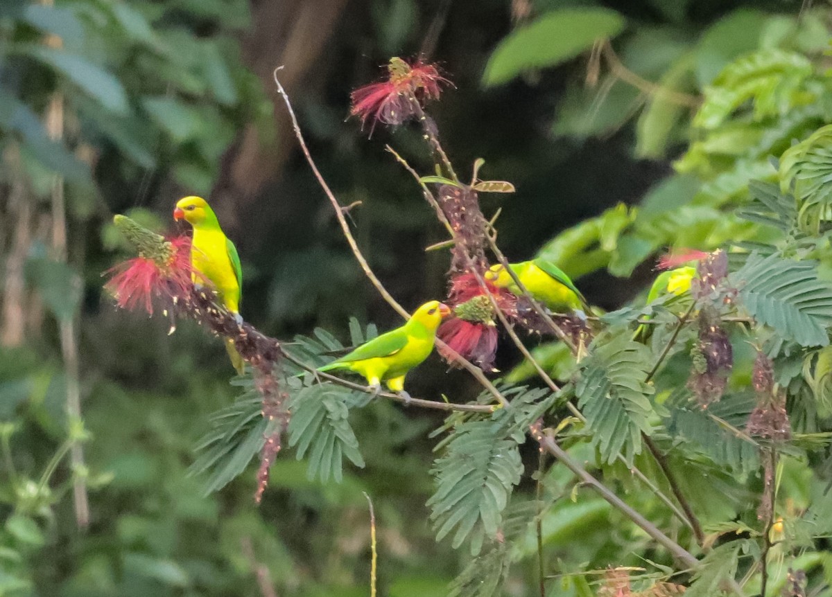 Olive-headed Lorikeet - ML640331561