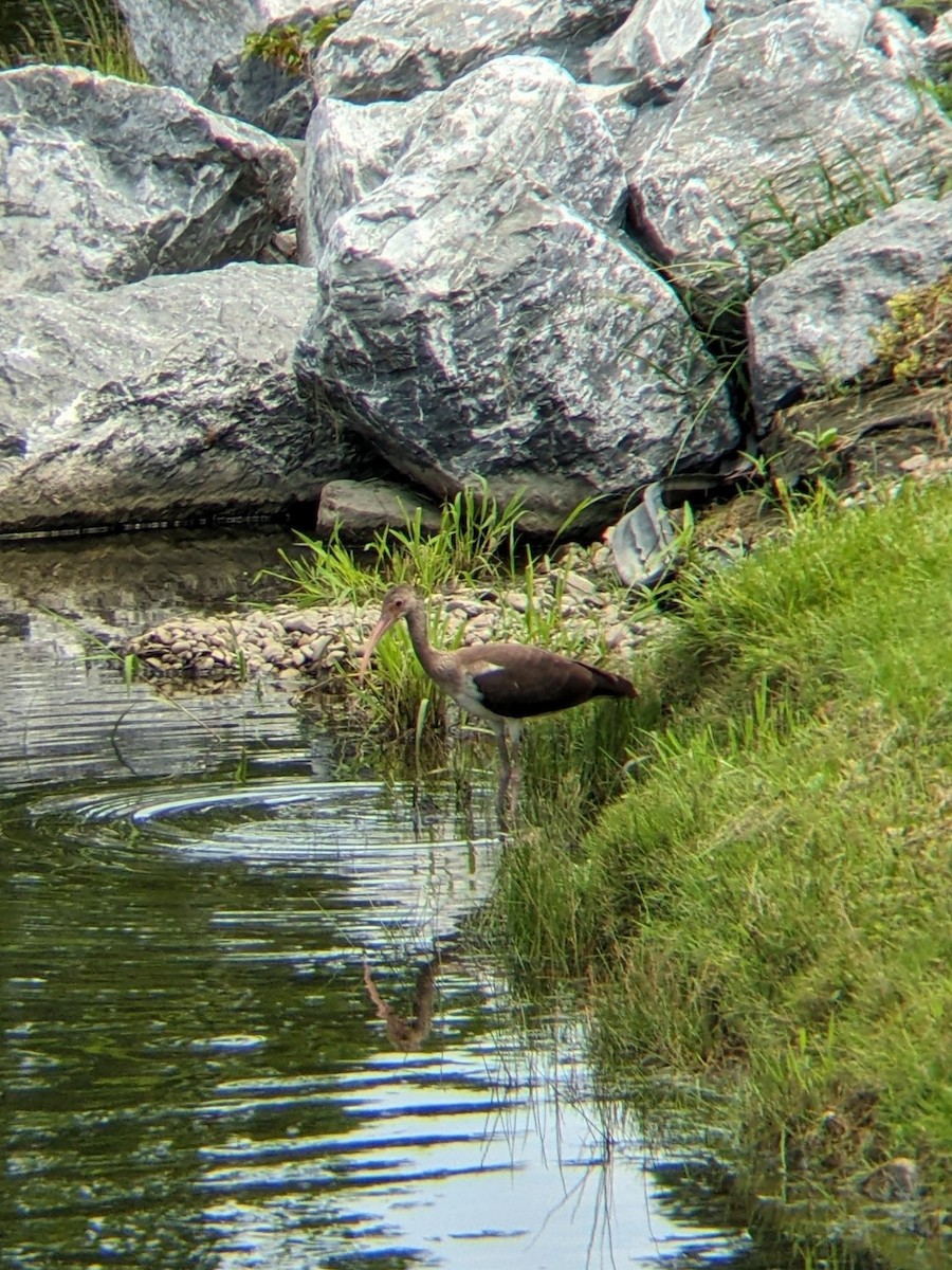 White Ibis - ML640331570