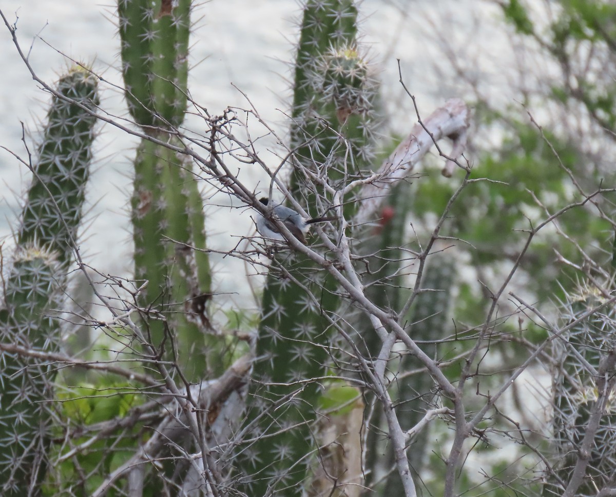 Tropical Gnatcatcher - ML640331575