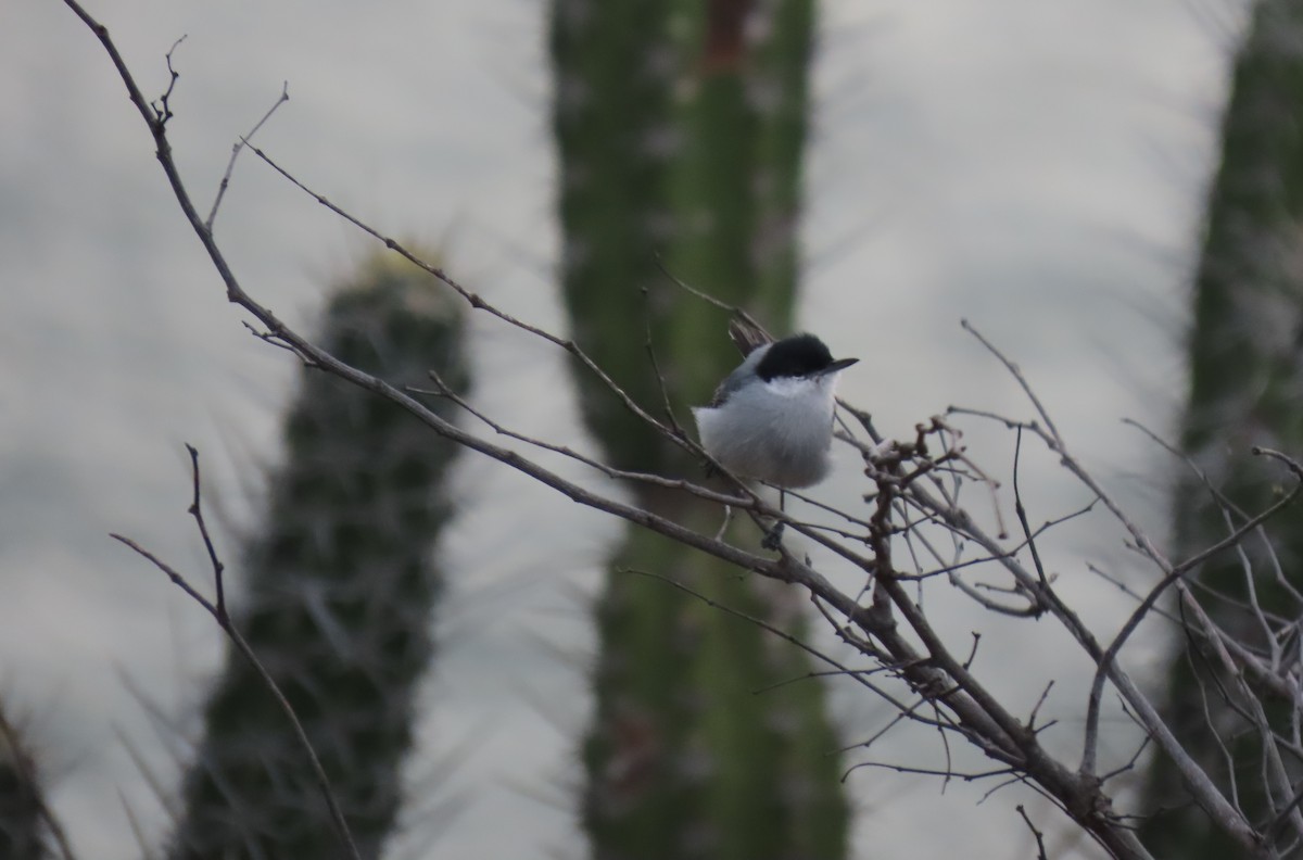 Tropical Gnatcatcher - ML640331576
