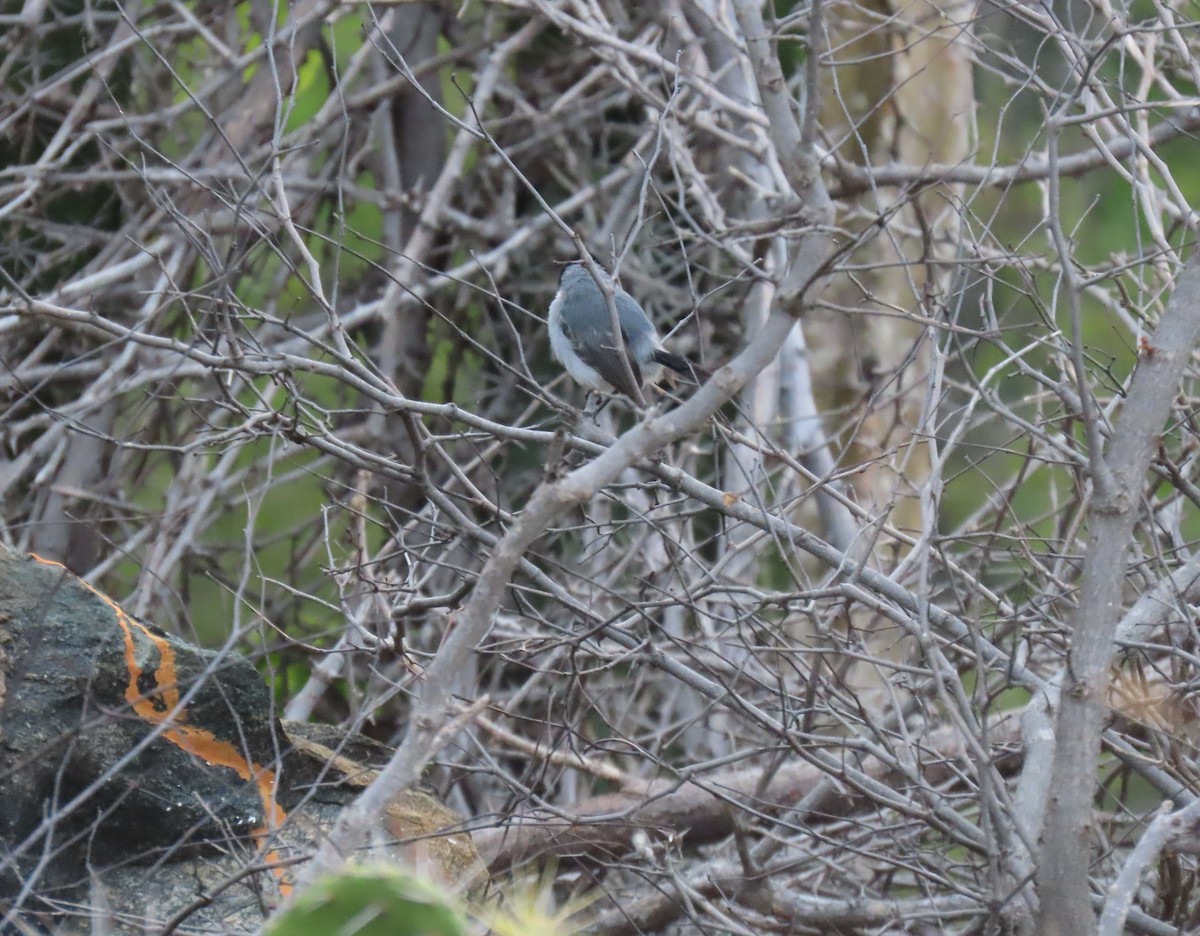 Tropical Gnatcatcher - ML640331577
