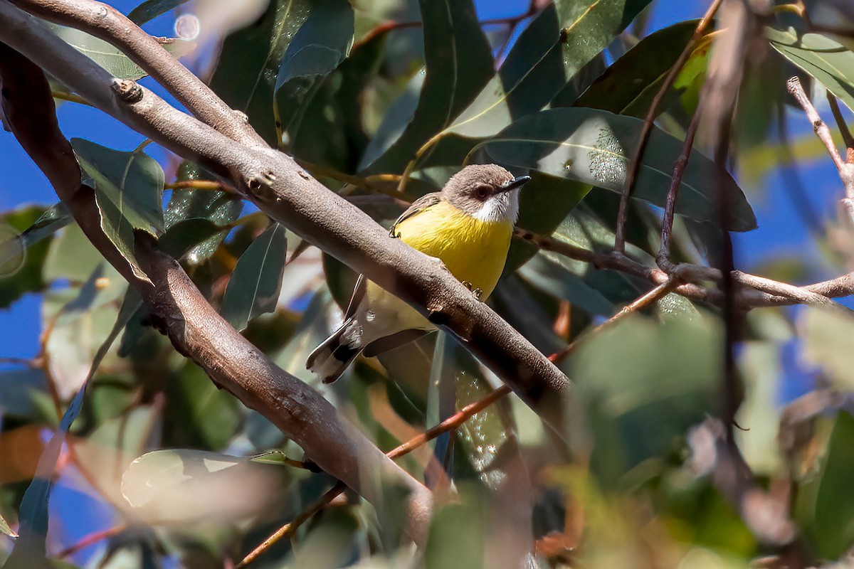 White-throated Gerygone - ML640331694