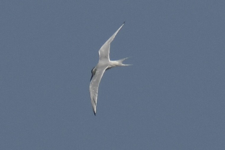Roseate Tern - ML640331695