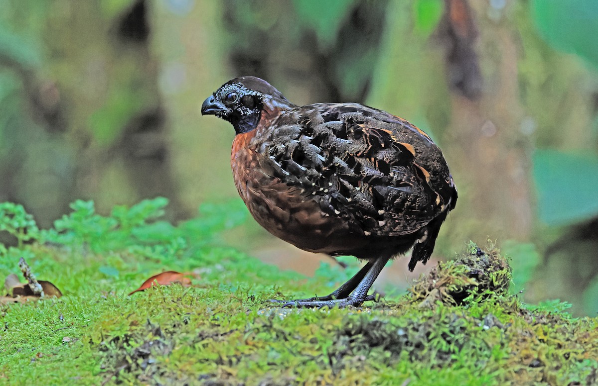 Rufous-breasted Wood-Quail - ML640331698